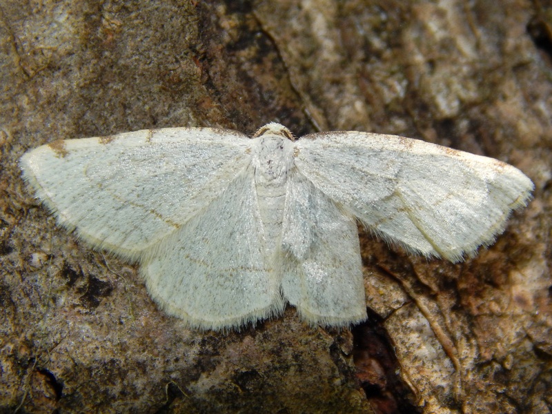 Stegania trimaculata?